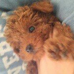 11374005_1595647284034306_1253409706_a