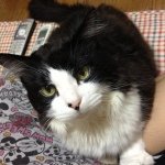 10520123_325027594328797_672567133_a