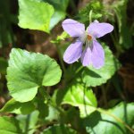 11232869_759453340820098_768122561_a