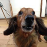 10691663_271579009717853_761464470_a