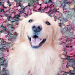 11116655_1427889194179540_1019630733_a