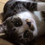 11349297_1506385509680781_1528594795_a