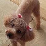 12331873_1667179116871618_1088282_a