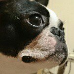 11311541_456417587855391_1673976441_a