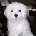 1799735_512731745566197_1155225693_a