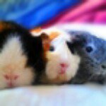 11939516_1025548674131174_1588816484_a