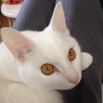 11849272_1490187224631191_729353576_a