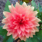 11333321_1423202161336014_1122075059_a