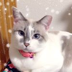 12237157_704866229613742_326901161_a