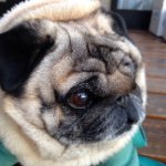 11007781_415414861973429_156872059_a