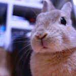 12144188_542875159200408_953855797_a