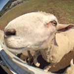 12317629_1625720071022961_1786195657_a