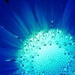 11311333_1474858652826298_1290301232_a