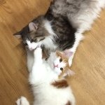 10488729_1429674090645481_216495312_a