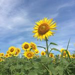 11201572_1614079085539381_1945389901_a