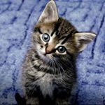 11856787_142246629453665_247753005_a