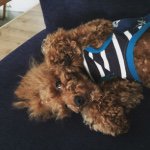 11378225_382580045275298_17758666_a