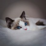 11255432_1661819944039930_1930883066_a