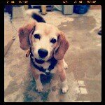 11328262_725222200954832_1355776310_a