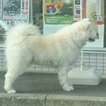 12362253_1701763980067126_727508720_a