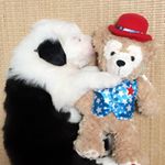 12346251_411579235715751_1181965121_a