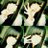 Hcbkxbfg_normal