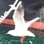 11821064_1004903406200084_1343312230_a