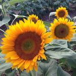 12106300_730777520391014_125946510_a