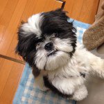 10723796_1483088771968026_177556855_a