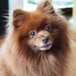 11325625_377998509077707_675219769_a