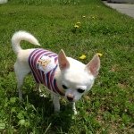 10488600_1434835760123877_1180547238_a