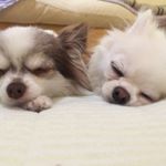 12345816_1679874892256977_305441537_a