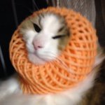 11348215_778954945553469_1975000823_a