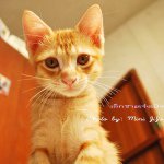 11347773_1609314009351793_1289391082_a