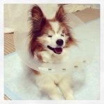 11257036_886771228069105_2050689319_a