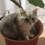 12394160_918338954910217_85885958_a