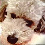 11917754_704112073052746_1899572732_a