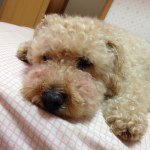 10958573_415327211968016_385786752_a