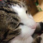 11856842_842436102509562_370281574_a