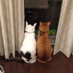 12106297_1487747471529437_311365086_a