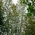 11380793_1628987973980133_1349656223_a