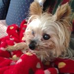 12269721_1095012247176646_398611742_a