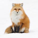 12331392_331551040348544_159467127_a