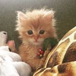 12317870_592750604208255_169766375_a