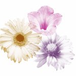 11260814_1052801954737475_805214096_a