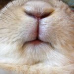 10895380_1535061610078743_510693173_a