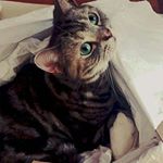 11327049_805263432927791_431904752_a