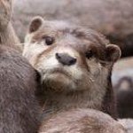 12224562_1071569269543216_1045903365_a