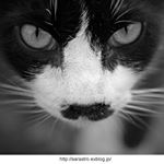 11417247_429081233944342_594903693_a