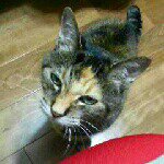 11313722_1609341576015545_1844147347_a